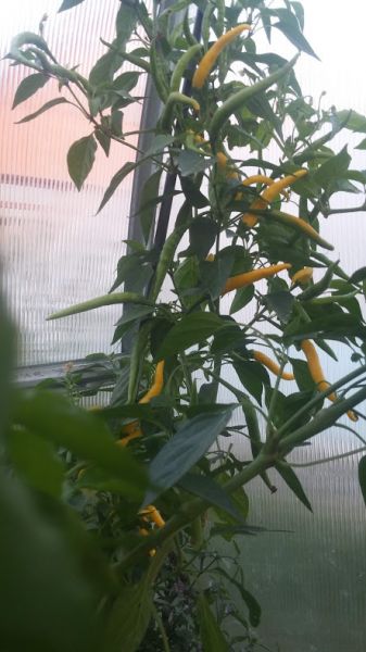 Cayenne Yellow