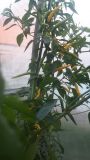 Cayenne Yellow