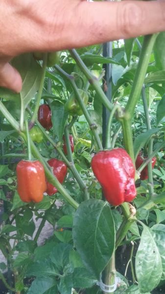 Habanero Ebony Giant
