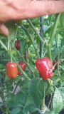 Habanero Ebony Giant