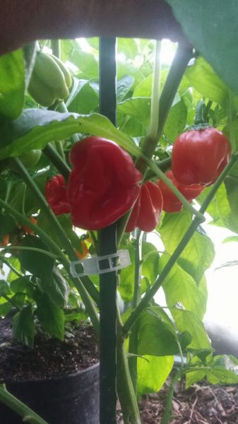 Habanero Quadalupe
