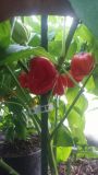 Habanero Quadalupe