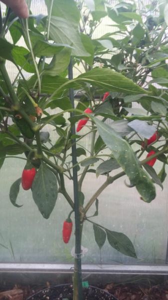 NM Vaquero Jalapeno