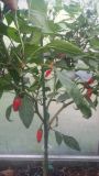NM Vaquero Jalapeno
