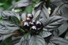Black Pearl