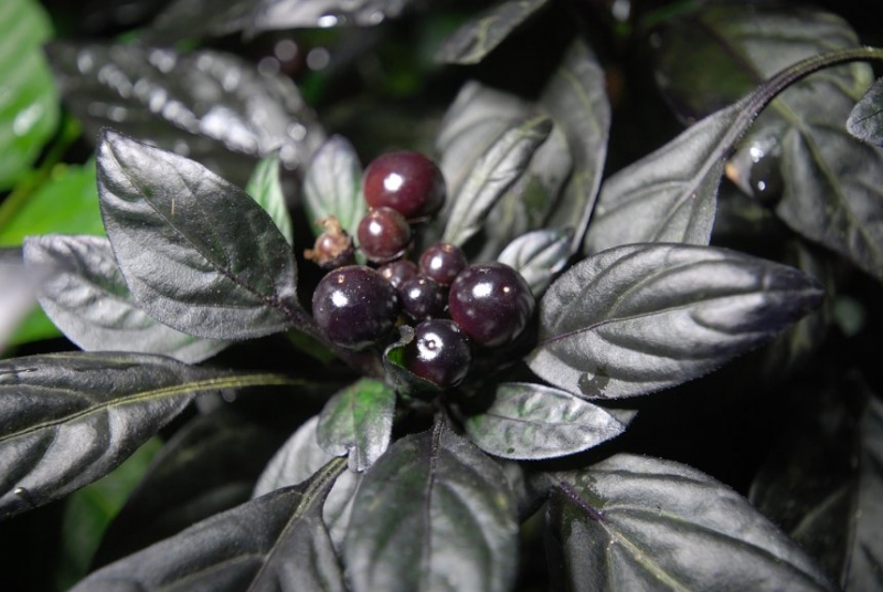Black Pearl