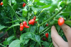 Baby Habanero red mini