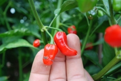 Baby Habanero red mini