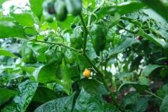 Baby Habanero yellow mini