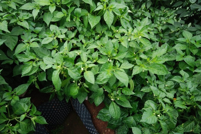 Habanero Yellow