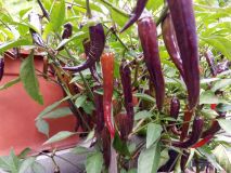 IMG_20190822_145056