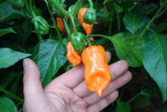 Habanero Orange