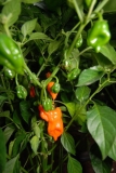 Habanero Orange