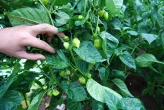 Scotch Bonnet Red