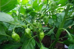 Bhut Jolokia Yellow