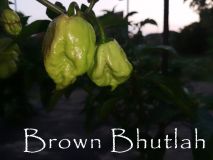 BrBhut