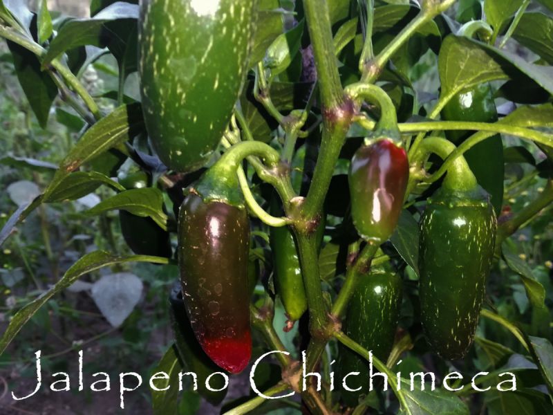 JalChichimeca