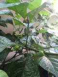 Moje první pěstování Carolina Reaper a Trinidat Scorpion 2019