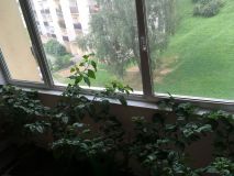 Moje první pěstování Carolina Reaper a Trinidat Scorpion 2019
