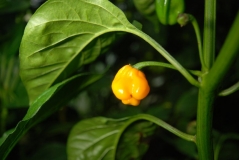 Baby Habanero Yellow mini