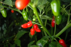 Baby Habanero red mini