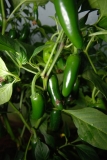 Jalapeno Summer Heat