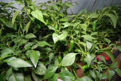 Jalapeno Summer Heat