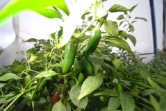 Jalapeno Summer Heat