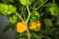 Yellow Mushroom pepper