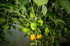 Yellow Mushroom pepper