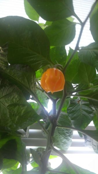 IMG_20181102_141034
