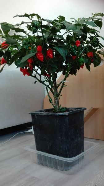 IMG_20190918_161054