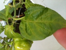 chore habanero