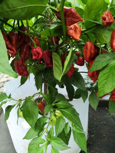 Brown Bhutlah