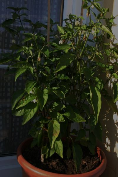 Jalapeňo