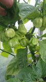 Habanero Giant