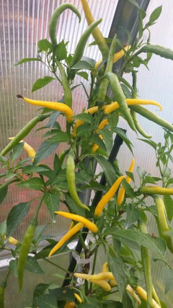 Cayenne Yellow