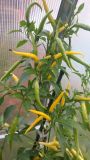 Cayenne Yellow