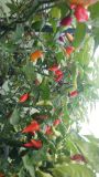 BBG7 Tabasco.