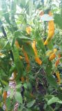 Aji Guyana...