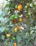 IMG_0369_17_09