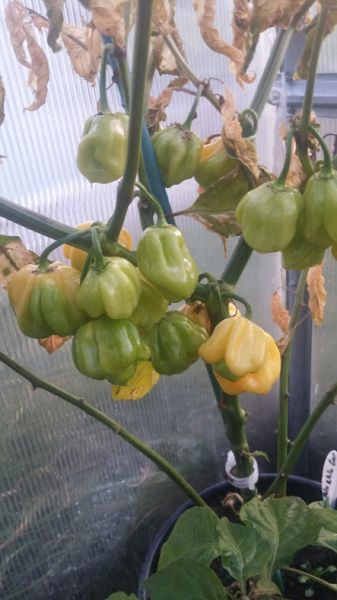 Habanero Giant