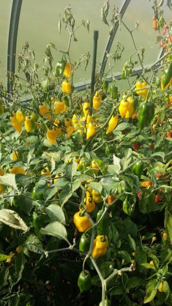 Habanero Carolina Yellow-