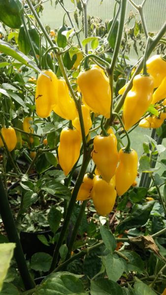 Habanero Carolina Yellow
