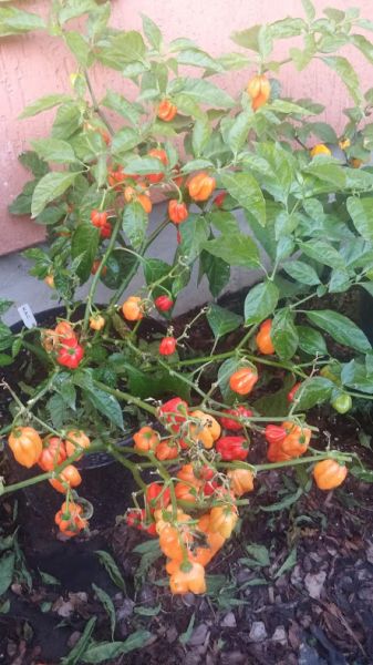 Antillais Caribbean Habanero