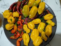 IMG_20191022_185954