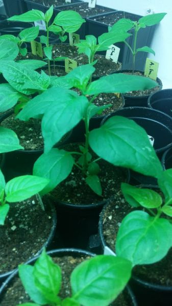 Chiltepin Capuccino