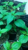 Chiltepin Capuccino