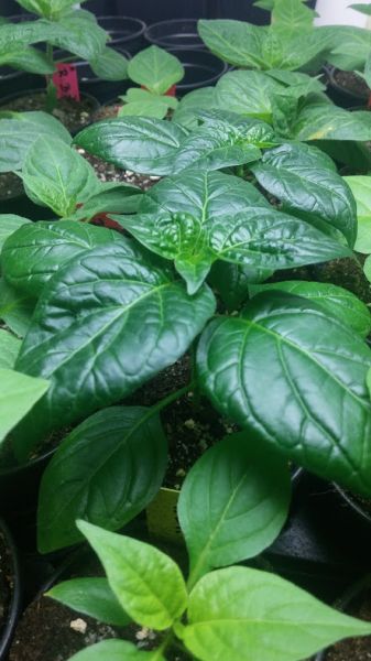 Aji Charapita Iquitos