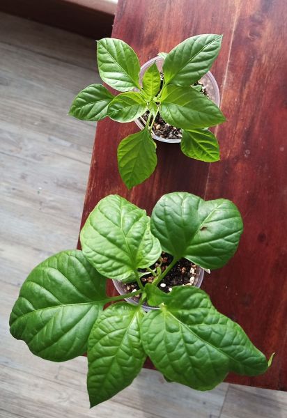Jalapeno Maylon a Ring Of Fire 16.2.2020
